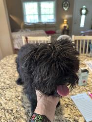 Reunited Female Dog last seen King charles near the circle , Raleigh, NC 27610