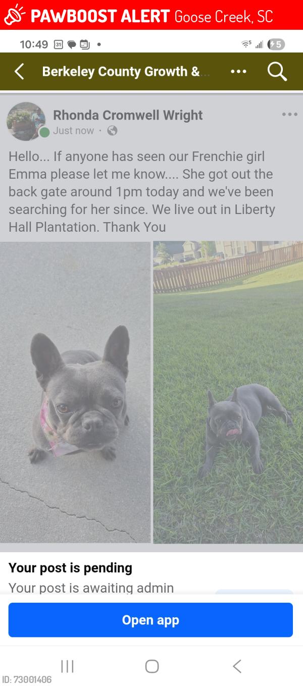 Lost Female Dog last seen Greywood Lane Liberty Hall Plantation , Goose Creek, SC 29445