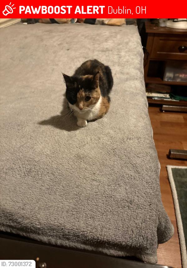 Lost Female Cat last seen Near Reflections Dr Apt A Dublin Ohio 43017, Dublin, OH 43017