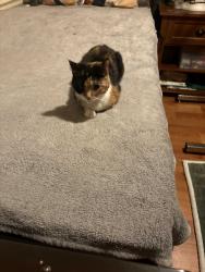 Lost Female Cat last seen Near Reflections Dr Apt A Dublin Ohio 43017, Dublin, OH 43017