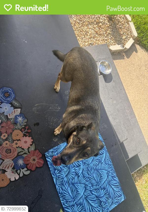 Reunited Female Dog last seen Marsh Lane and Northwest Highway 12, Dallas, TX 75220