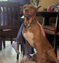 Reunited Male Dog last seen kind of near the speedway thrift store cvs on michigan ave, Ypsilanti, MI 48198
