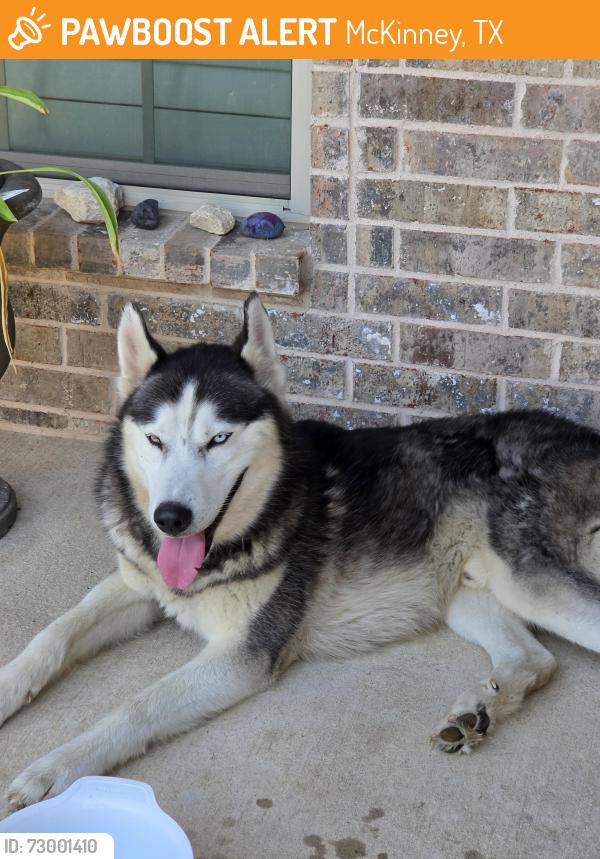Found/Stray Unknown Dog last seen Virgin and independent , McKinney, TX 75069