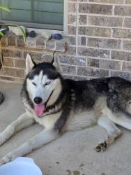 Found/Stray Unknown Dog last seen Virgin and independent , McKinney, TX 75069
