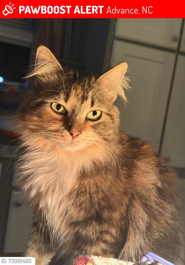 Lost Female Cat last seen LaQuinta Neighborhood , Advance, NC 27006