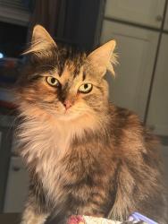 Lost Female Cat last seen LaQuinta Neighborhood , Advance, NC 27006