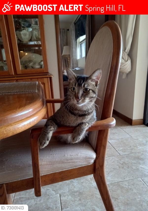 Lost Male Cat last seen Waterfall/holt, Spring Hill, FL 34606