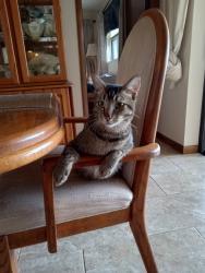Lost Male Cat last seen Waterfall/holt, Spring Hill, FL 34606