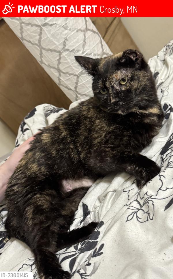 Lost Female Cat last seen CRES elementary school, Crosby, MN 56441