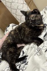 Lost Female Cat last seen CRES elementary school, Crosby, MN 56441