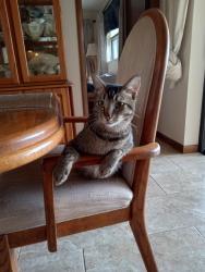 Reunited Male Cat last seen Holt LN and Waterfall Drive, Spring Hill, FL 34606