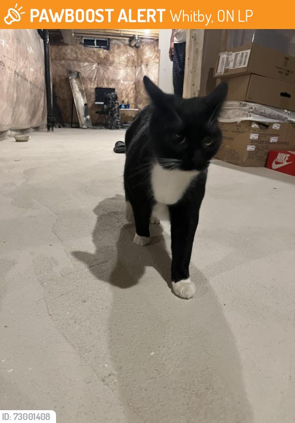 Surrendered Unknown Cat last seen Armilia place, Whitby, ON L1P
