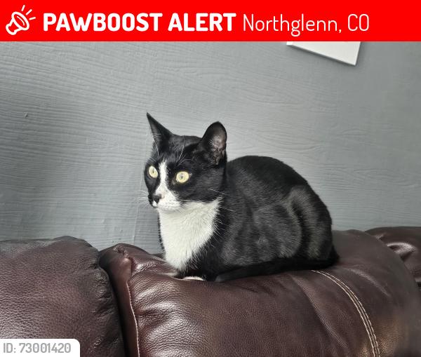 Lost Male Cat last seen Northglenn high school, Dodge Dr and Belford., Northglenn, CO 80260