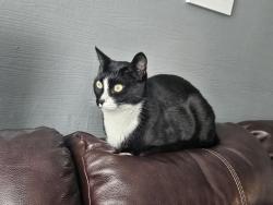 Lost Male Cat last seen Northglenn high school, Dodge Dr and Belford., Northglenn, CO 80260