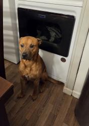 Lost Male Dog last seen Mabry Rd 27501, Angier, NC 27501