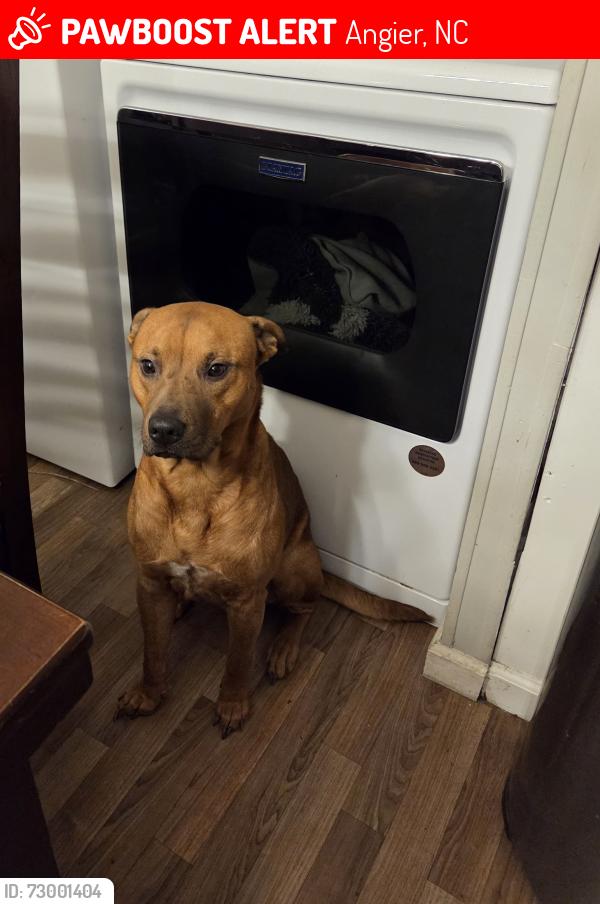 Lost Male Dog last seen Mabry Rd 27501, Angier, NC 27501