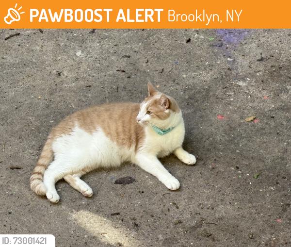 Found/Stray Unknown Cat last seen Between 4109 and 4123 9th ave Brooklyn (alleyway) , Brooklyn, NY 11232
