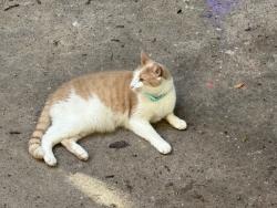 Found/Stray Unknown Cat last seen Between 4109 and 4123 9th ave Brooklyn (alleyway) , Brooklyn, NY 11232