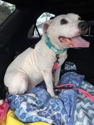 Found/Stray Female Dog last seen Beacon point blvd, Palm Harbor, FL 34683