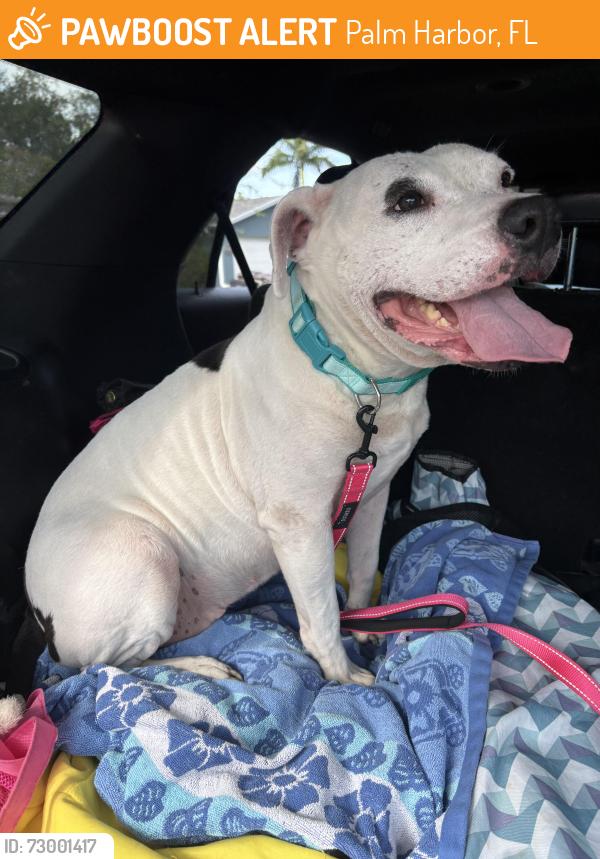 Found/Stray Female Dog last seen Beacon point blvd, Palm Harbor, FL 34683