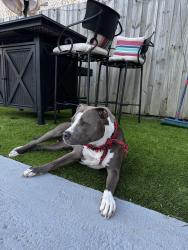 Reunited Female Dog last seen 64th and Pierce St, Hollywood, FL 33024