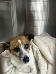 Found/Stray Male Dog last seen Near Timbertree Branch Rd, Kingsport, TN 37660