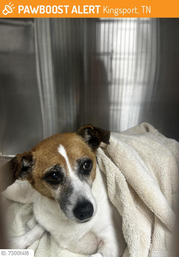 Found/Stray Male Dog last seen Near Timbertree Branch Rd, Kingsport, TN 37660