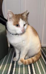 Lost Female Cat last seen Concord Highland Dr and Warrior River Rd, Hueytown, AL 35023