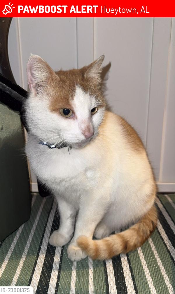 Lost Female Cat last seen Concord Highland Dr and Warrior River Rd, Hueytown, AL 35023