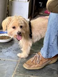 Found/Stray Unknown Dog last seen Wedgefield Subdivision on Snow Rd/Airport, Mobile, AL 36608