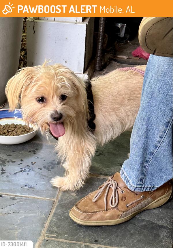 Found/Stray Unknown Dog last seen Wedgefield Subdivision on Snow Rd/Airport, Mobile, AL 36608