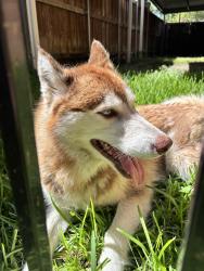 Found/Stray Female Dog last seen Buckner Terrace, Dallas, TX 75227