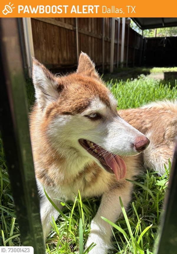 Found/Stray Female Dog last seen Buckner Terrace, Dallas, TX 75227