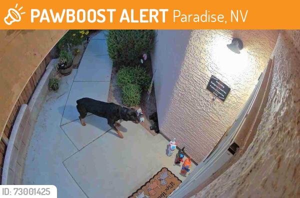 Found/Stray Unknown Dog last seen Windmill/paradise, Paradise, NV 89123