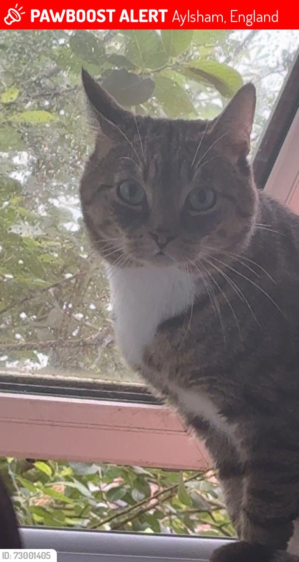 Lost Male Cat last seen Buckenham Road , Aylsham, England 