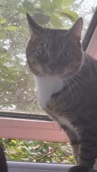 Lost Male Cat last seen Buckenham Road , Aylsham, England 
