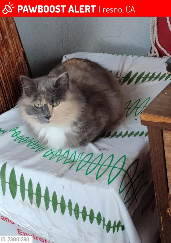 Lost Female Cat last seen Bullard & Fruit. West & Sierra, Fresno, CA 93711
