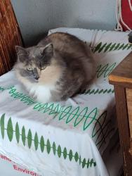 Lost Female Cat last seen Bullard & Fruit. West & Sierra, Fresno, CA 93711