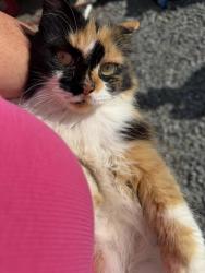 Reunited Female Cat last seen Bulldog Miller Rd, Jonesborough, TN 37659