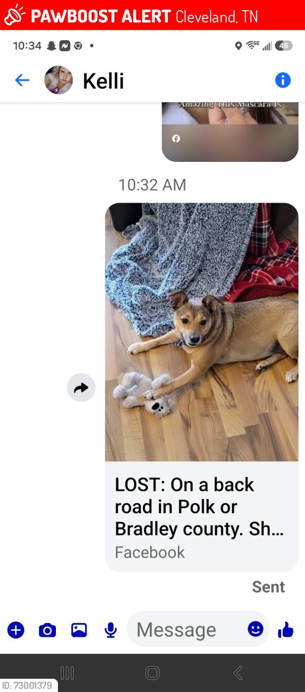 Lost Female Dog last seen Near hwy, Cleveland, TN 37323