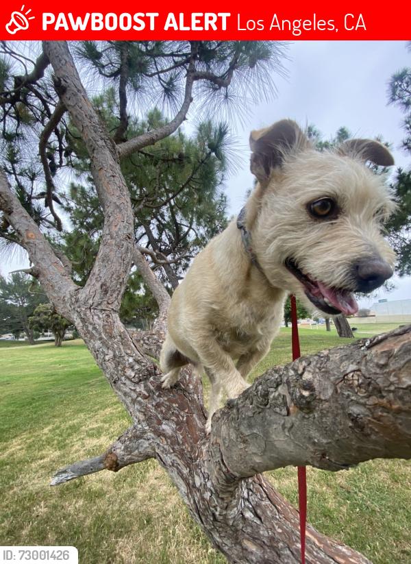 Lost Male Dog last seen wadsworth st & 112th st, Los Angeles, CA 90059