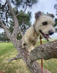 Lost Male Dog last seen wadsworth st & 112th st, Los Angeles, CA 90059