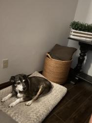 Reunited Male Dog last seen Stonebridge Villages, Edmond, OK 73013