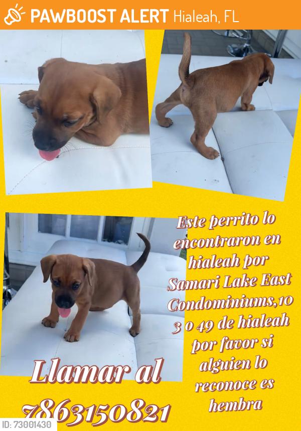 Found/Stray Female Dog last seen Samari Lake East cndmniums,, Hialeah, FL 33016