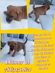 Found/Stray Female Dog last seen Samari Lake East cndmniums,, Hialeah, FL 33016