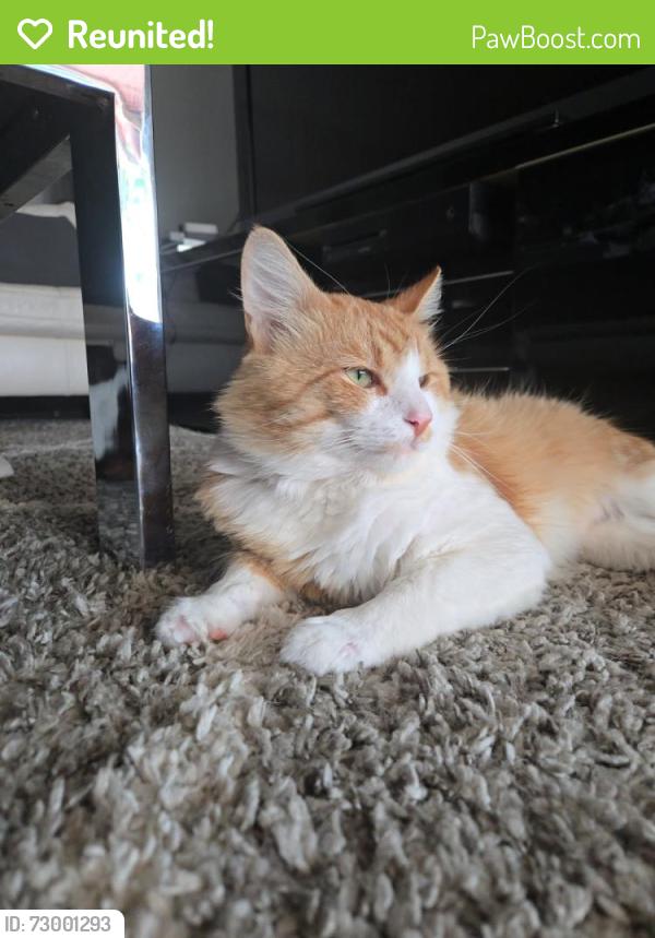 Reunited Male Cat last seen Near Vera Cruz Dr, Carrollton, TX 75010, EE. UU., Carrollton, TX 75010