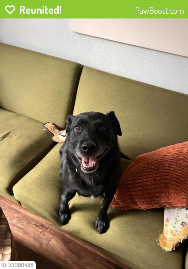 Reunited Male Dog last seen 4th and Catlin , Missoula, MT 59801