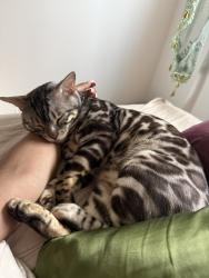 Reunited Male Cat last seen West LA, Los Angeles, CA 90025