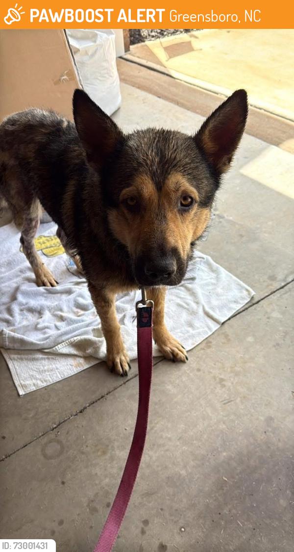 Found/Stray Male Dog last seen Townsend Trailhead, Greensboro, NC 27405