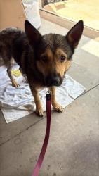 Found/Stray Male Dog last seen Townsend Trailhead, Greensboro, NC 27405